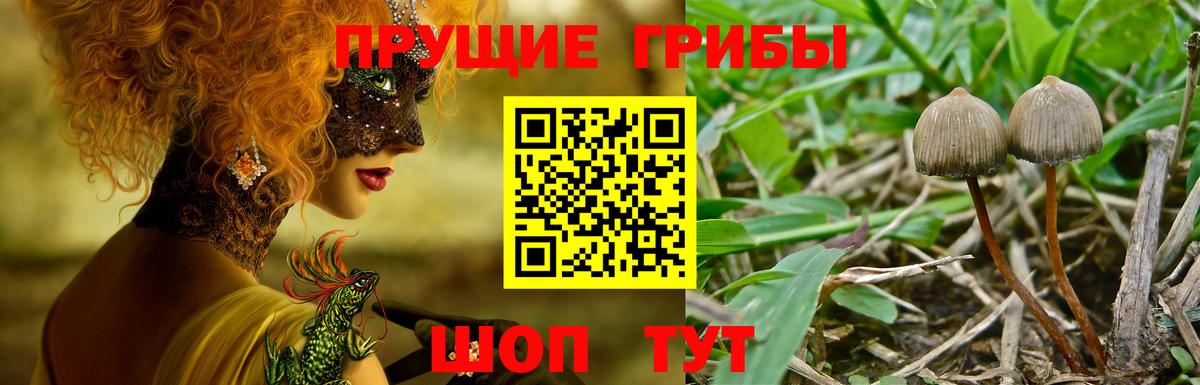 Галлюциногенные грибы прущие грибы  Галлюциногенные грибы Magic Shrooms  магазин продажи наркотиков  Прохладный  Вход с VPN 